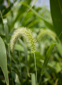 foxtail plant scientific name